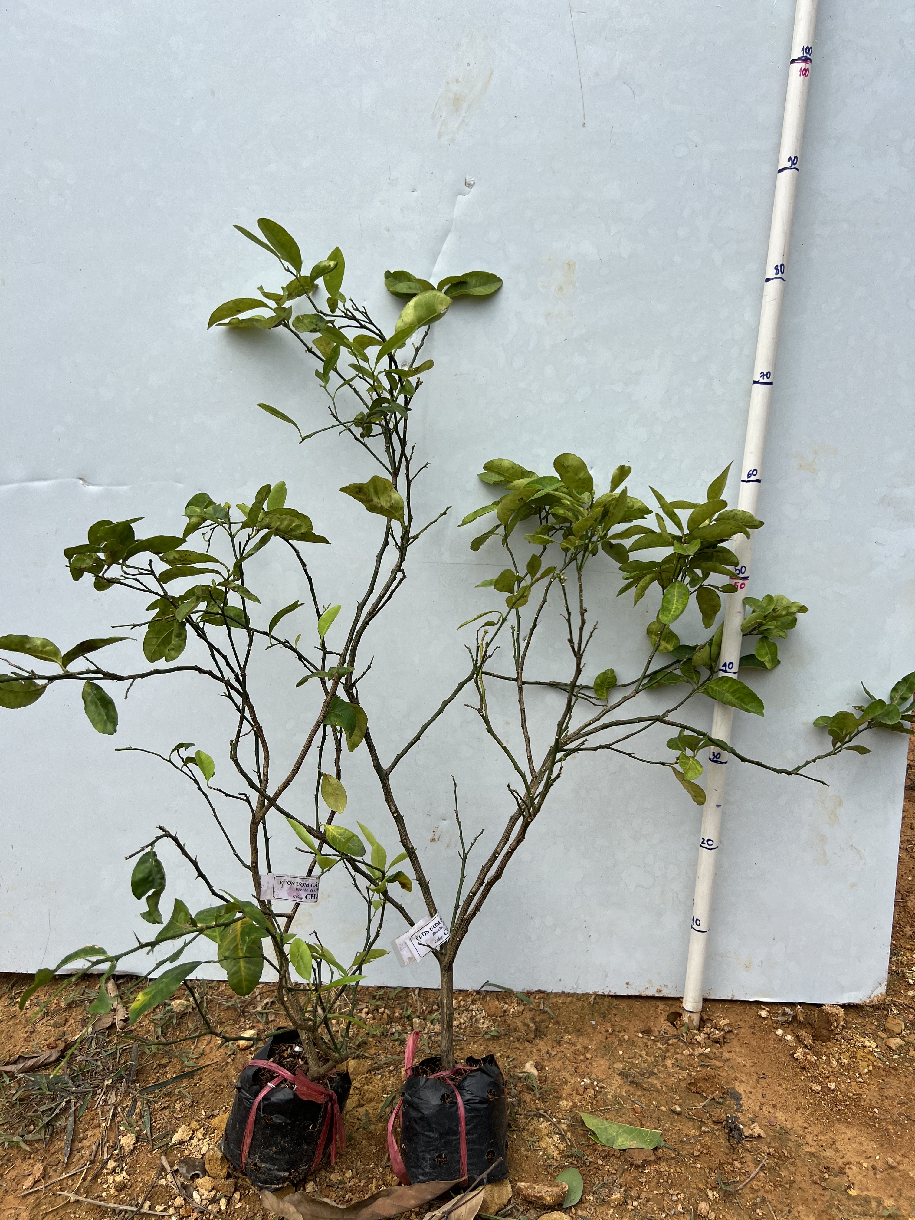 Chanh đào cao 35-45cm PT59 CALATA