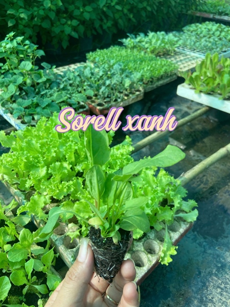 Sorrel xanh