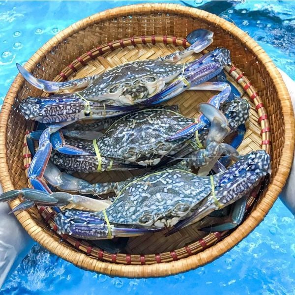 Ghẹ làm sạch thịt, Tiện lợi cho Chế biến