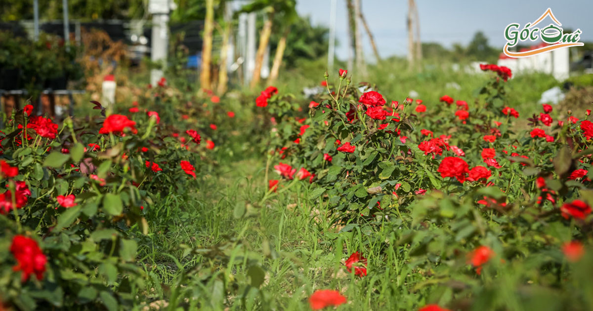 Cách trồng và chăm sóc hoa hồng chuẩn nhất