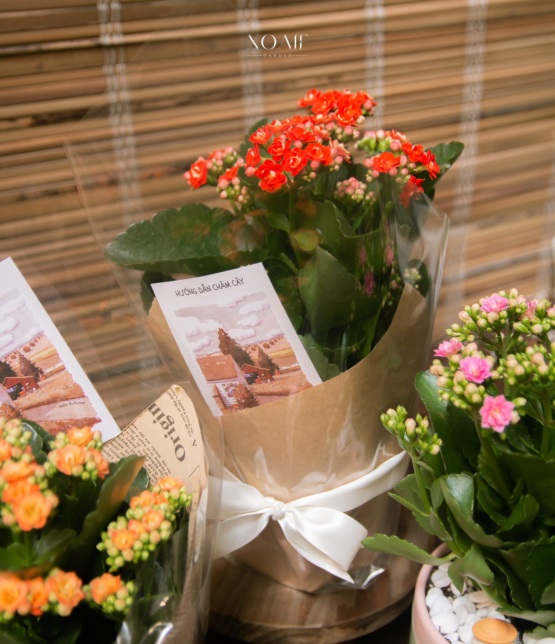 SET QUÀ TẶNG CÂY HOA SỐNG ĐỜI_thumbnail_3