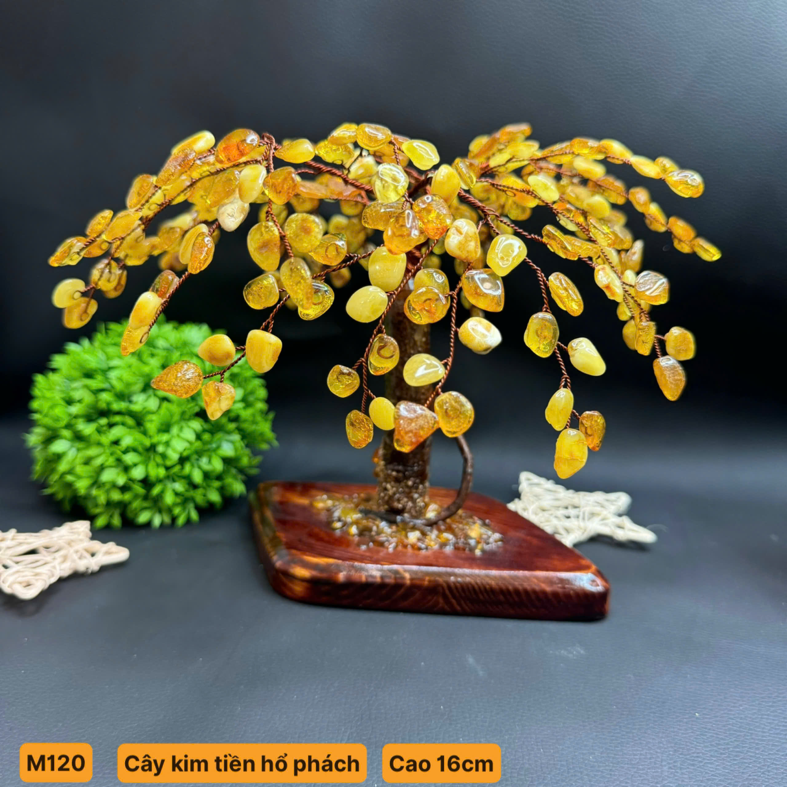 Cây Kim Tiền Hổ Phách - M120