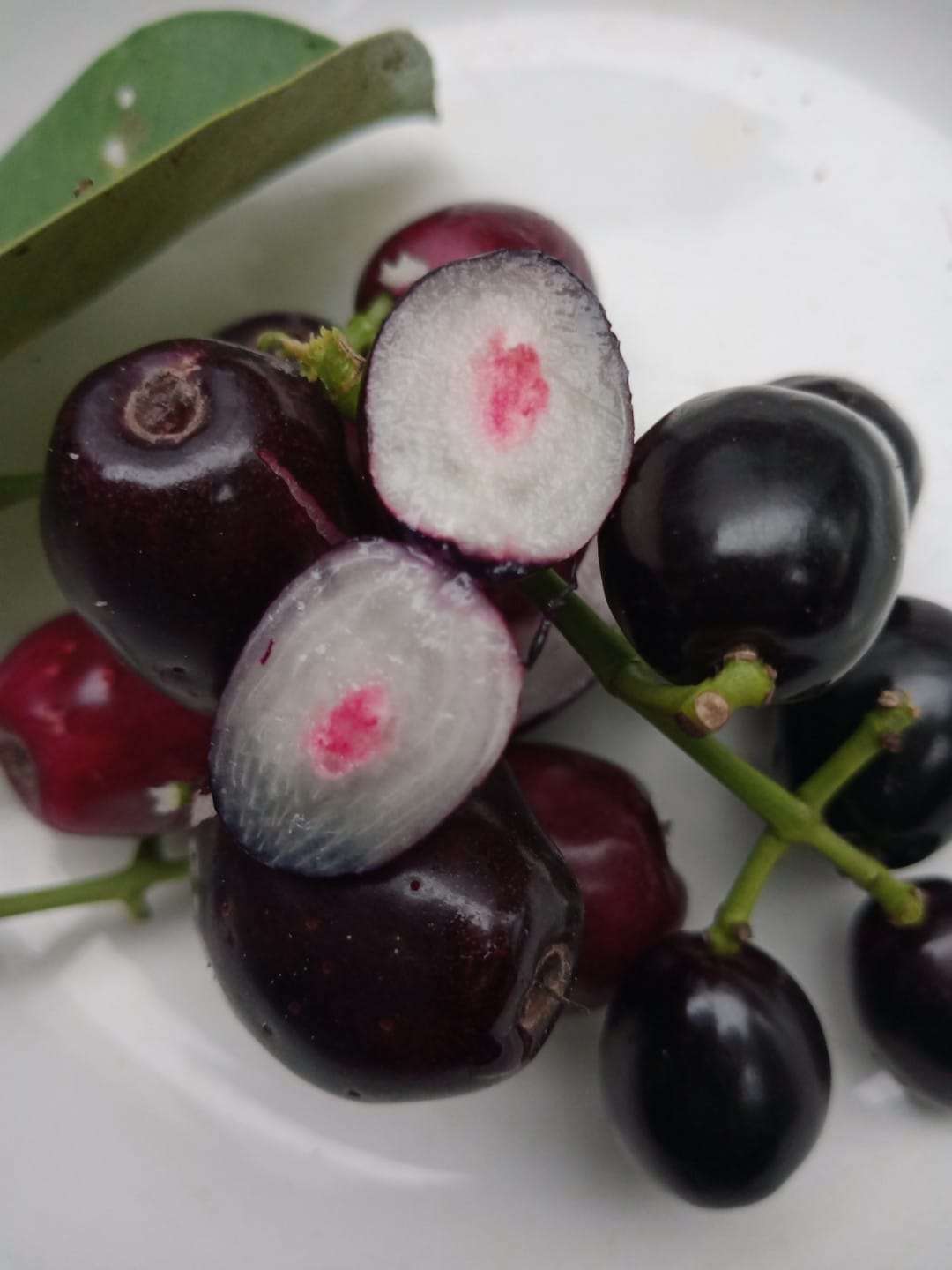 Trâm không hạt cây cao 60-80cm TKH-01 CALATA_thumbnail_1