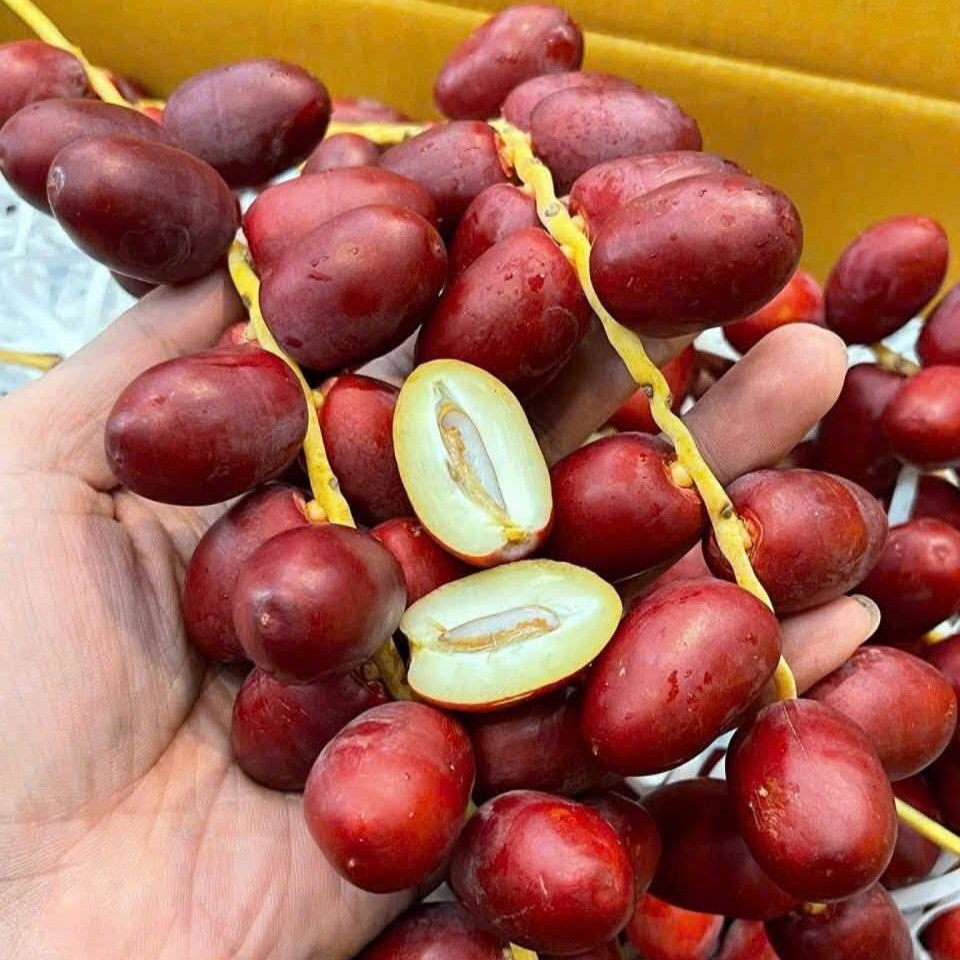 Chà Là Đỏ_thumbnail_0