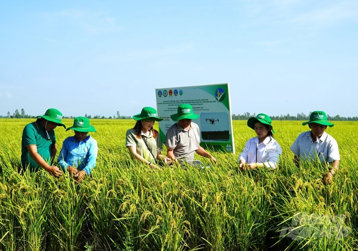 RICE CULTIVATION REDUCES EMISSIONS, COSTS REDUCED BY 4 MILLION VND/HA