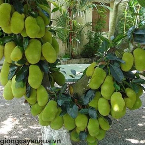 Mít Tố Nữ_thumbnail_2