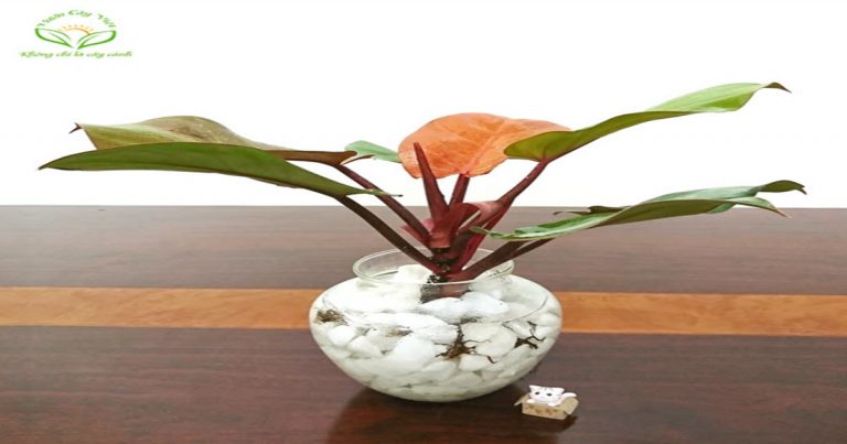 Bạn có biết: Đặc điểm, ý nghĩa phong thủy và cách chăm sóc cây Trầu Bà Đế Vương Đỏ?