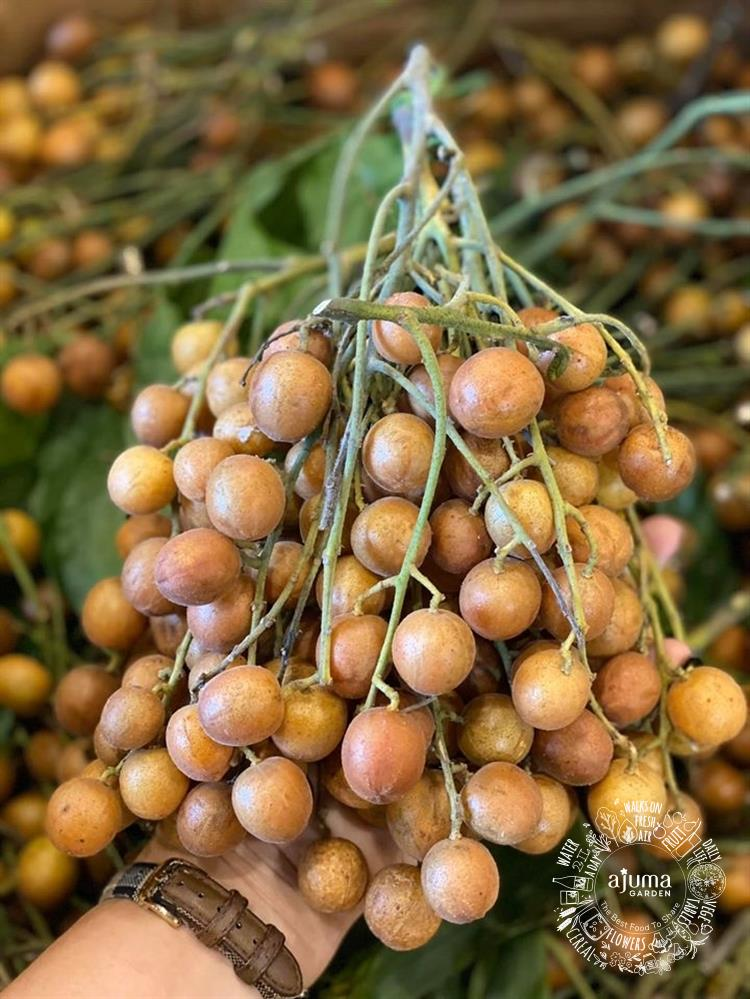 Quất Hồng Bì_thumbnail_3