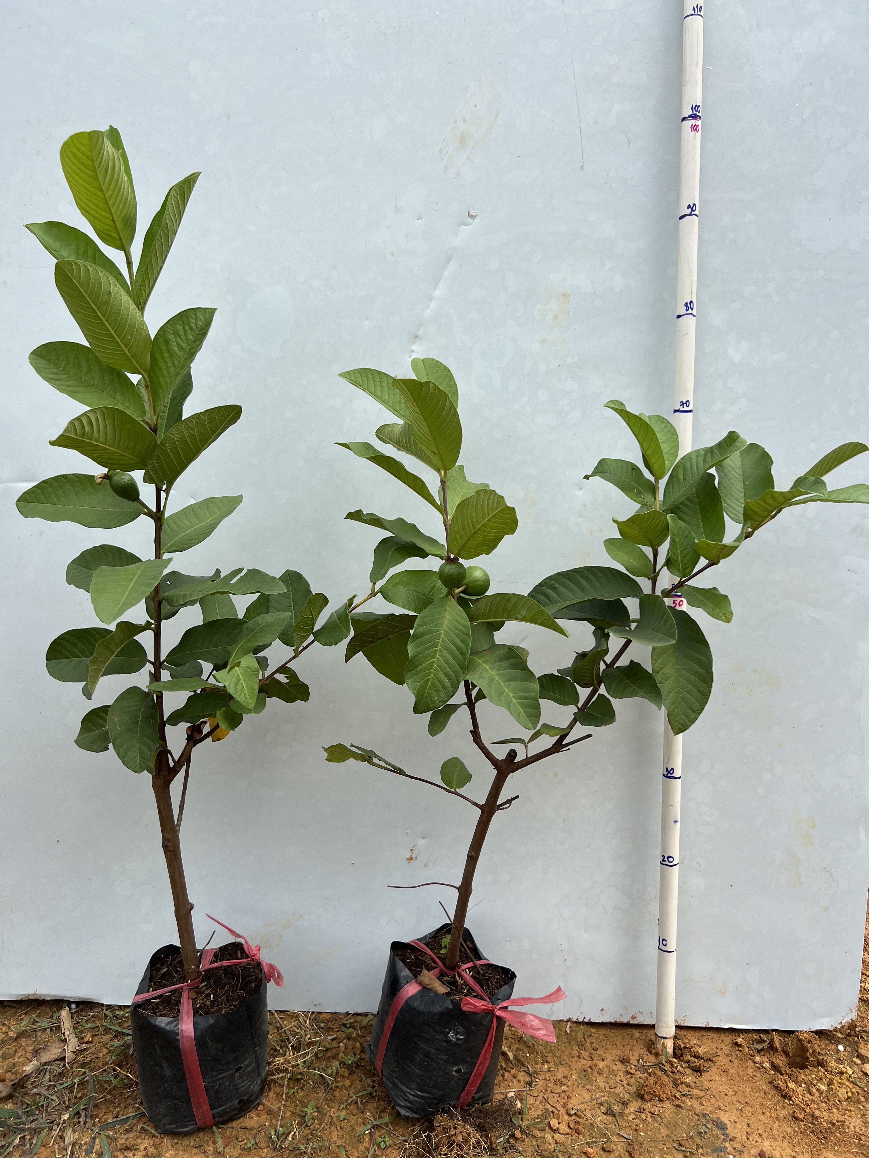 Ổi lê đài loan cao 35-45cm PT25 CALATA