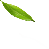 leaf-1-6