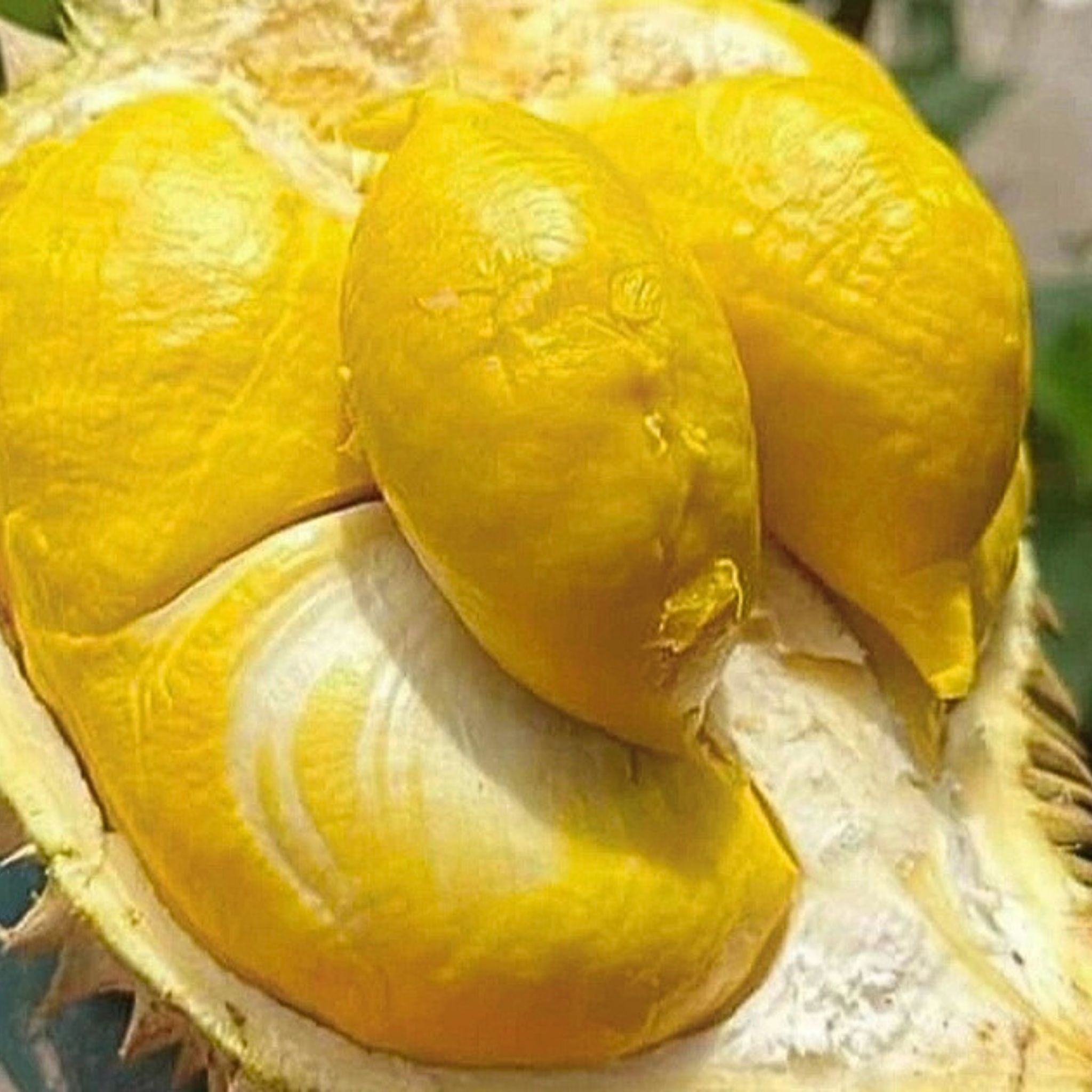 Tách sẵn - Sầu riêng Óc Khỉ_thumbnail_2