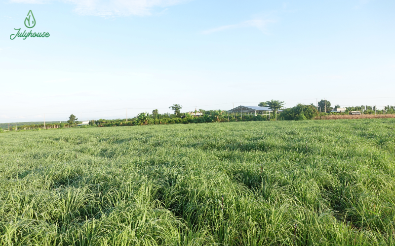 Những khó khăn khi phát triển tinh dầu từ nông sản tại Việt Nam