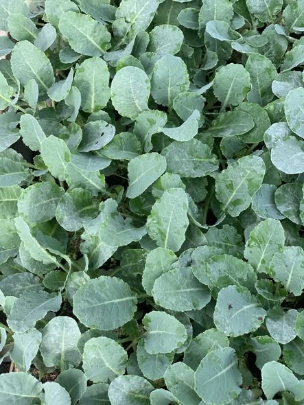 Súp lơ trắng_thumbnail_3