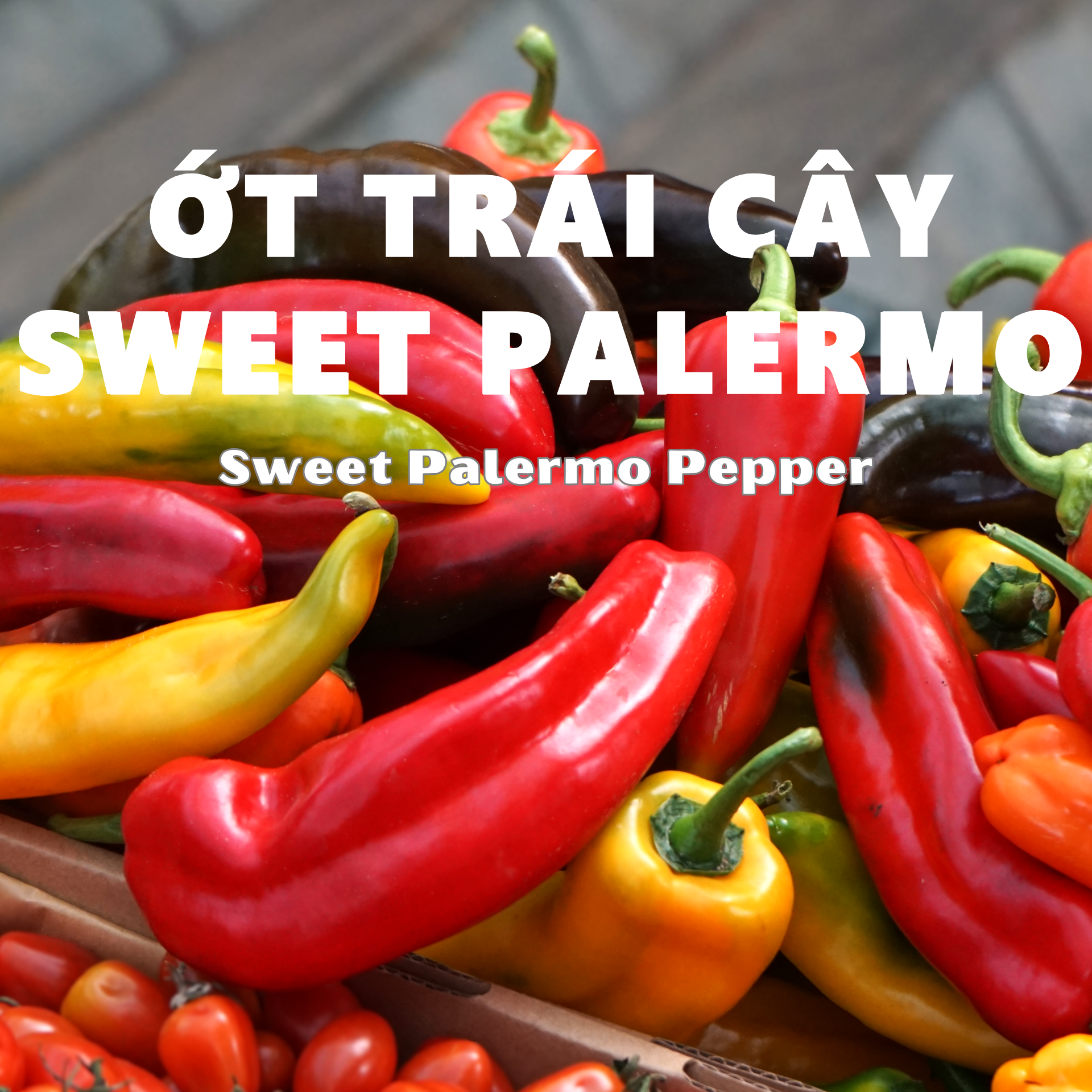 Ớt Ngọt Sweet Palermo_thumbnail_0