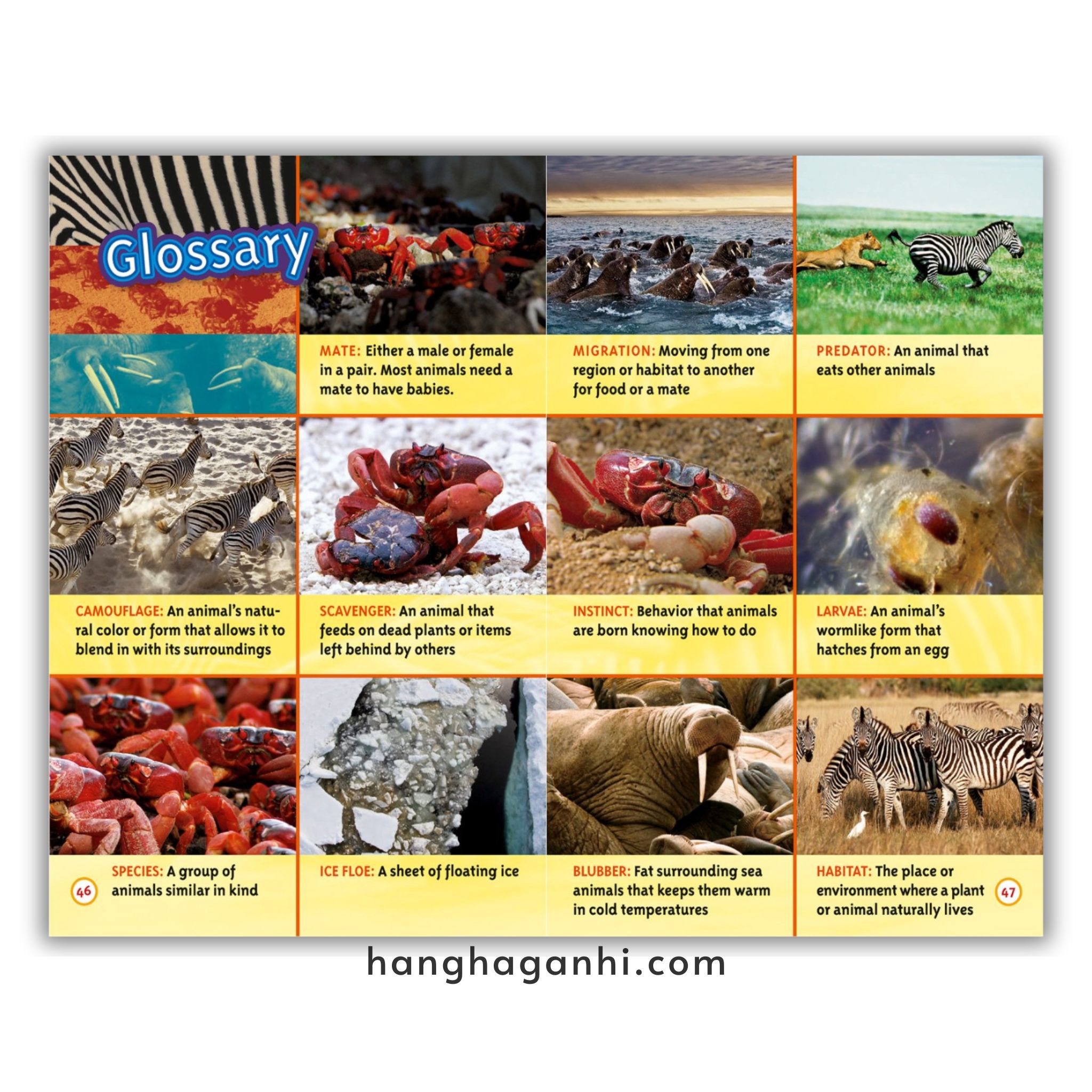 Bộ 38 cuốn National Geographic Kids level 3 - sách Khoa học tiếng Anh nhập khẩu, nguyên seal_thumbnail_17