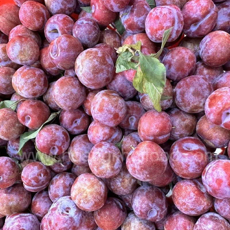 Mận Hậu Punhi_thumbnail_2