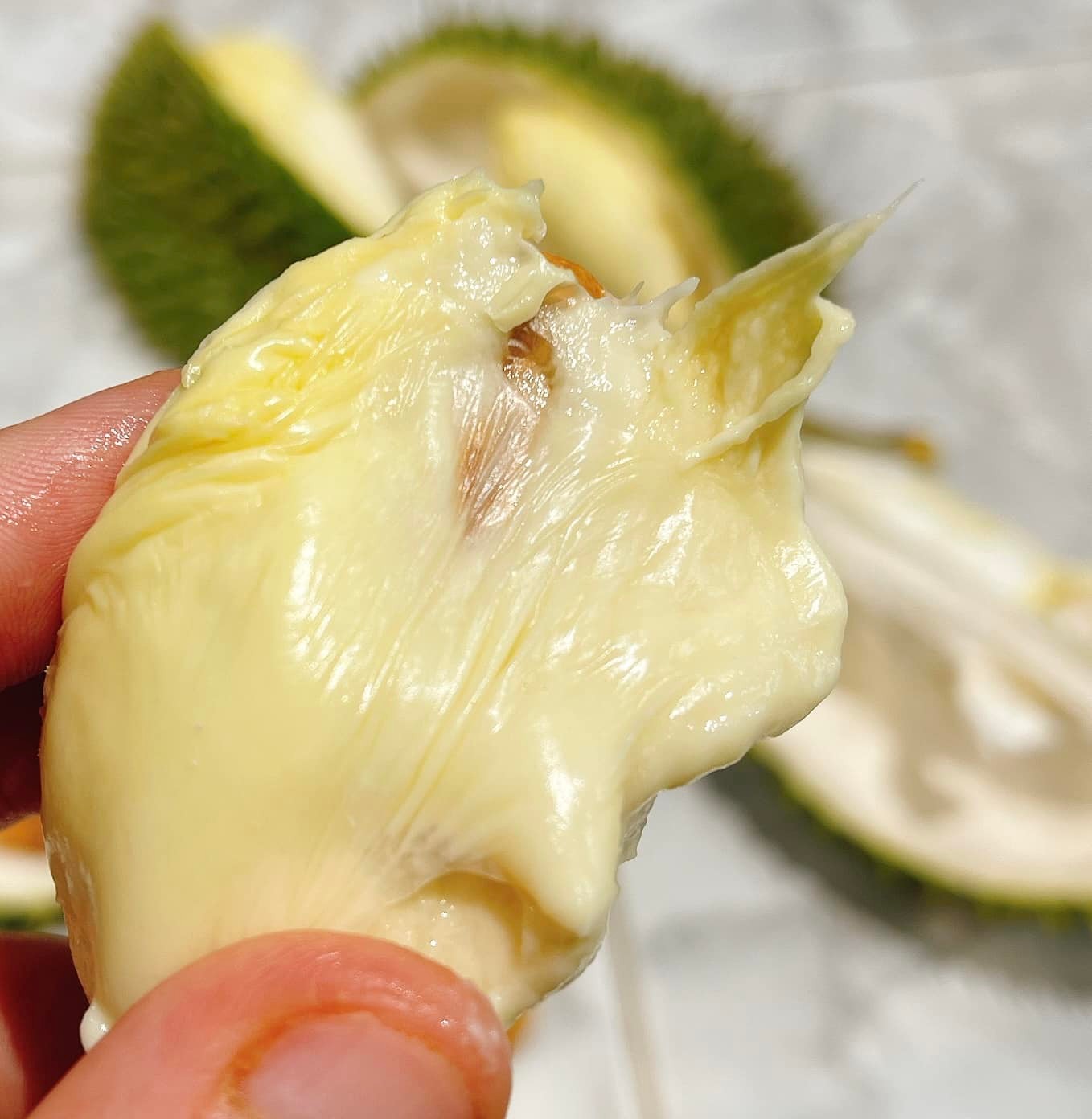 Tách Sẵn - Sầu Riêng Chuồng Bò cổ_thumbnail_4