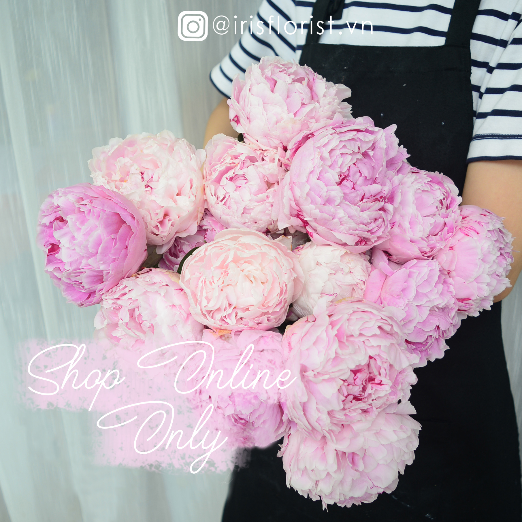 TÌM HIỂU VỀ HOA PEONY (MẪU ĐƠN)