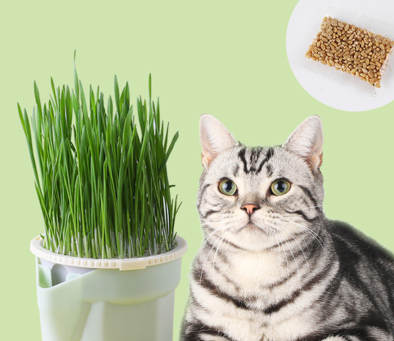 กล่องปลูกหญ้าแมวแบบสะดวกสบาย