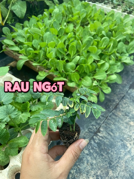 Combo 10 cây giống Rau ngót
