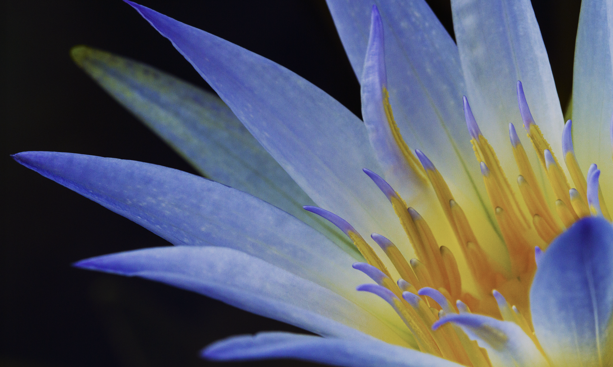 Tất cả những gì bạn cần biết về Blue Lotus - Sen Xanh Ai Cập