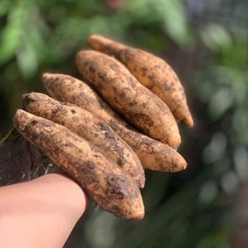 Khoai Lang Sữa Thái Lan