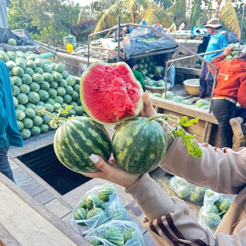 Dưa Hấu Táo Baby_thumbnail_3