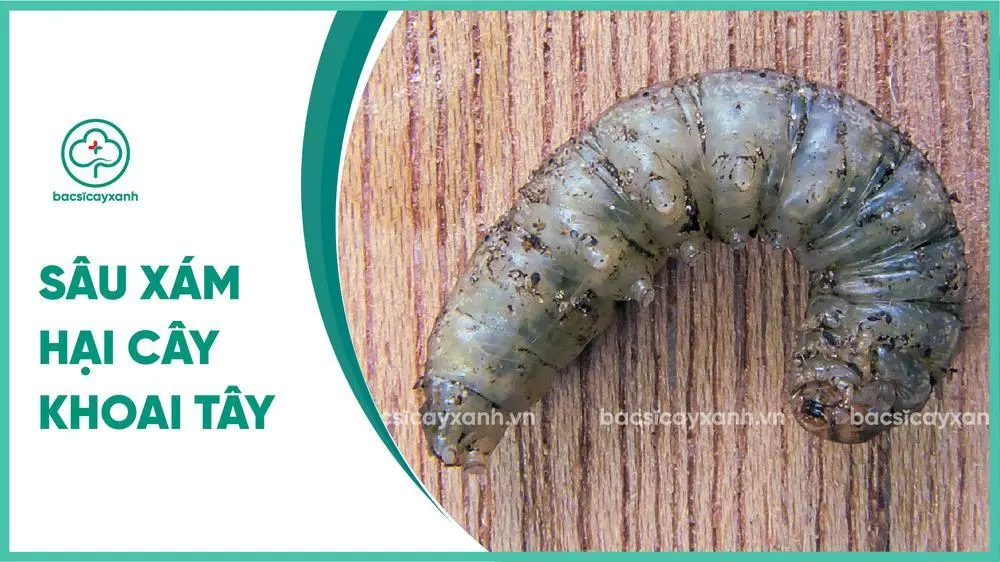 Sâu xám hại khoai tây