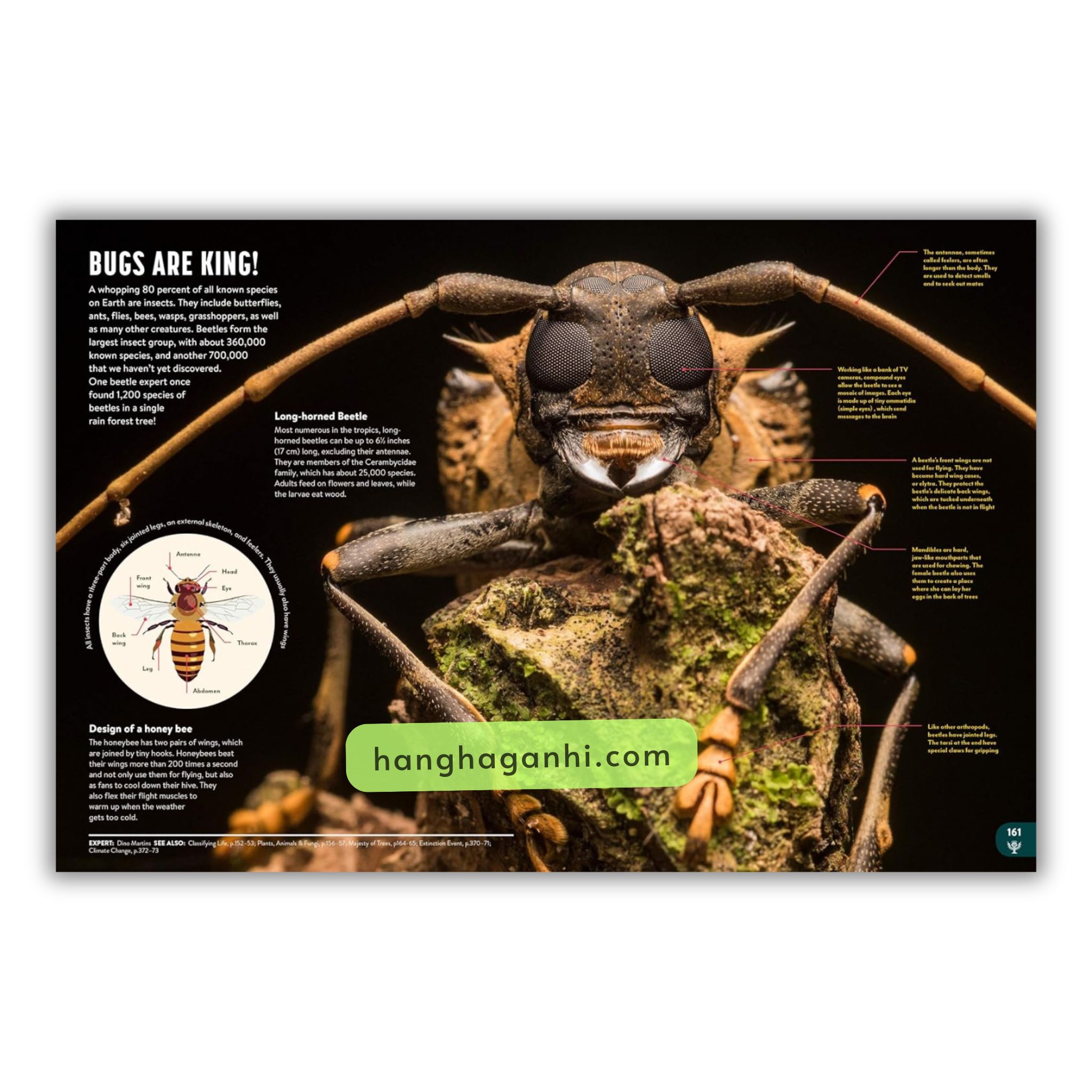 Sách Bách Khoa Toàn Thư Britannica All New – Children’s Encyclopedia_thumbnail_2