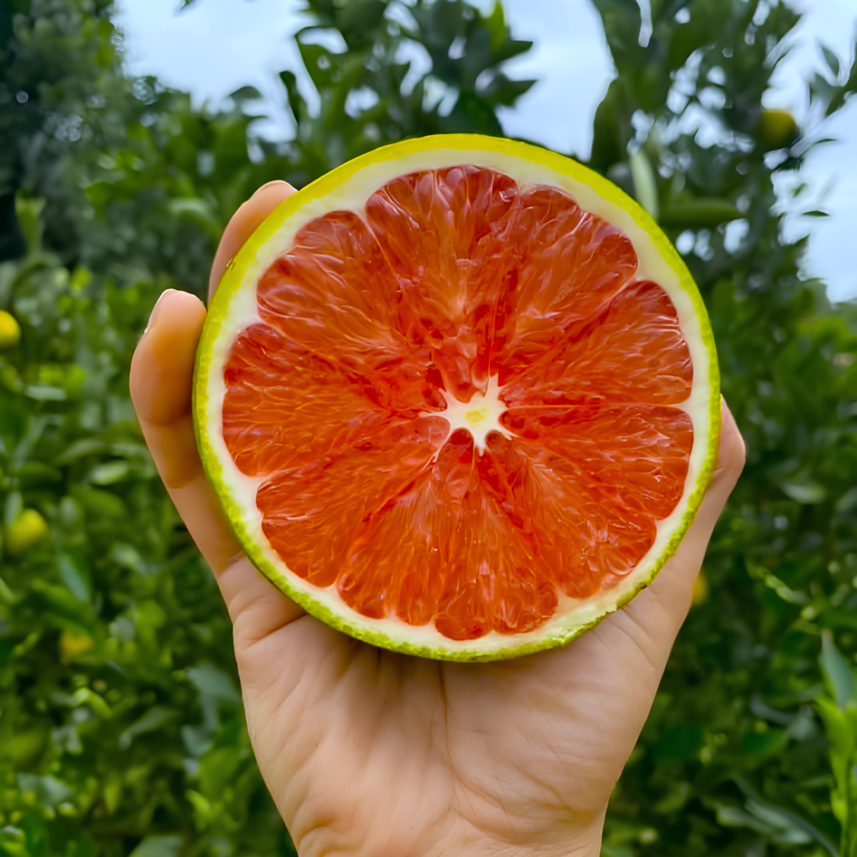 Cam Cara Ruột Đỏ Mộc Châu_thumbnail_2