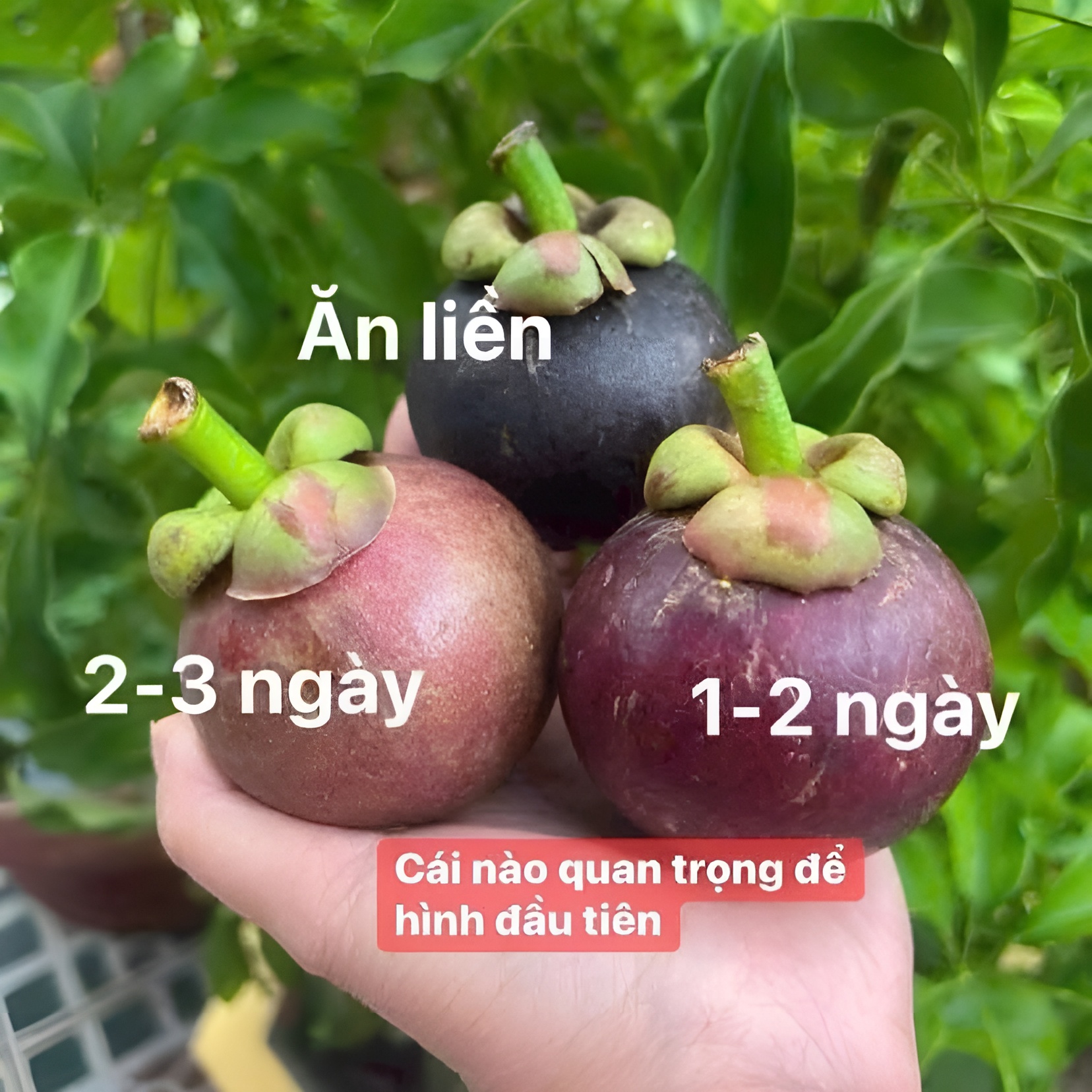 Măng Cụt Long Khánh_thumbnail_3