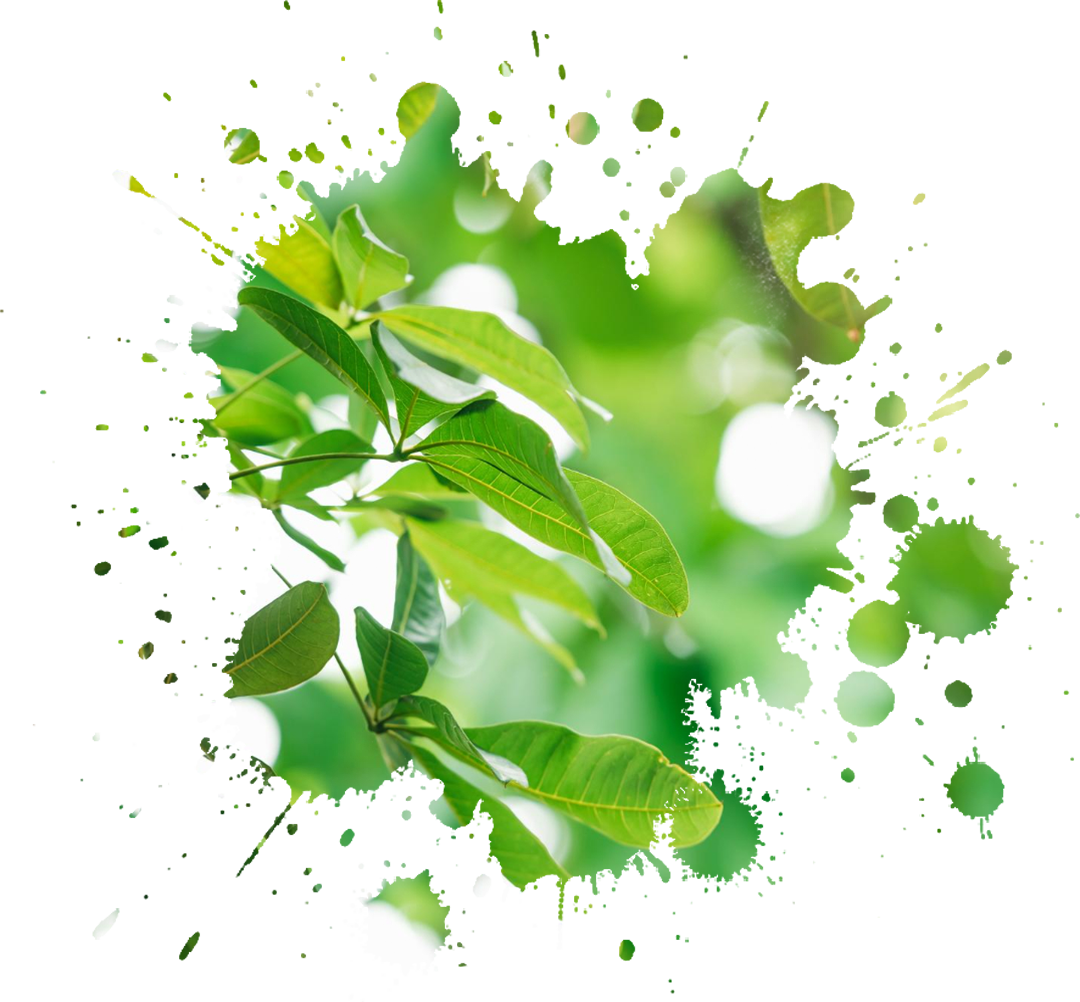 Mầm-sống-tái-sinh(1)