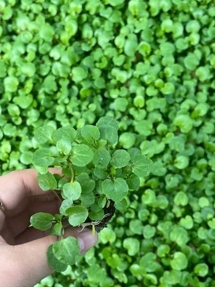 Combo 10 cây giống Cải xoong_thumbnail_1