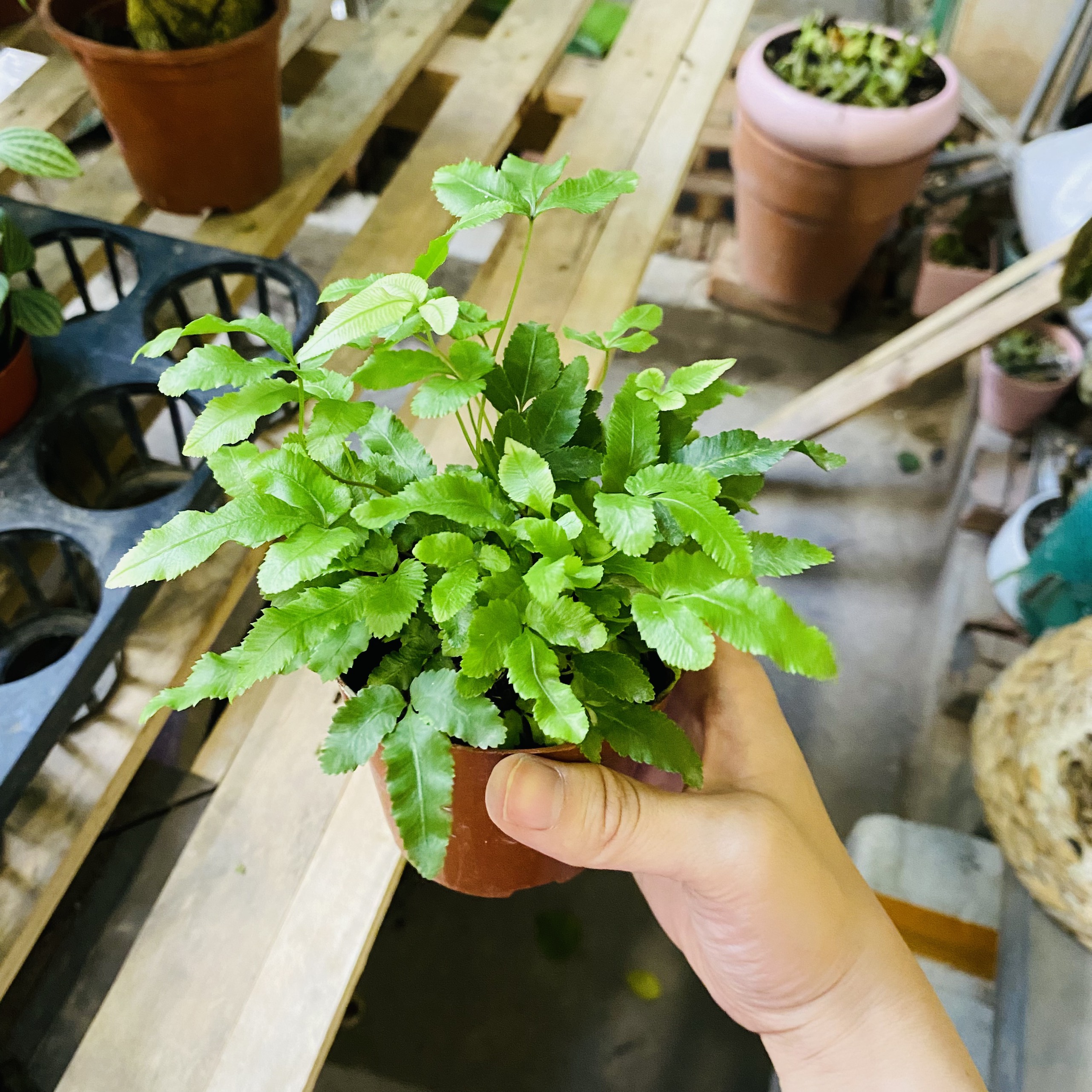 DƯƠNG XỈ_thumbnail_2