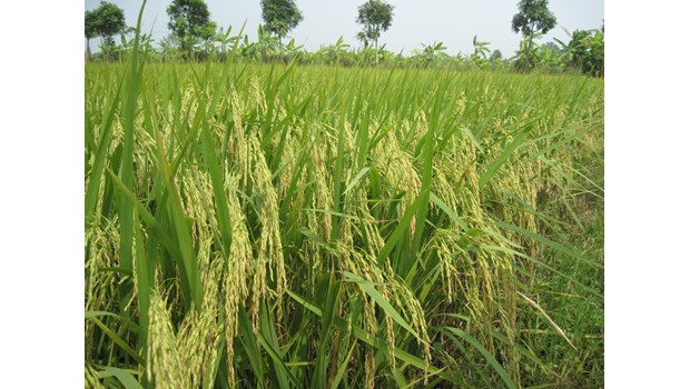 High quality pure rice variety RVT Thom_thumbnail_3