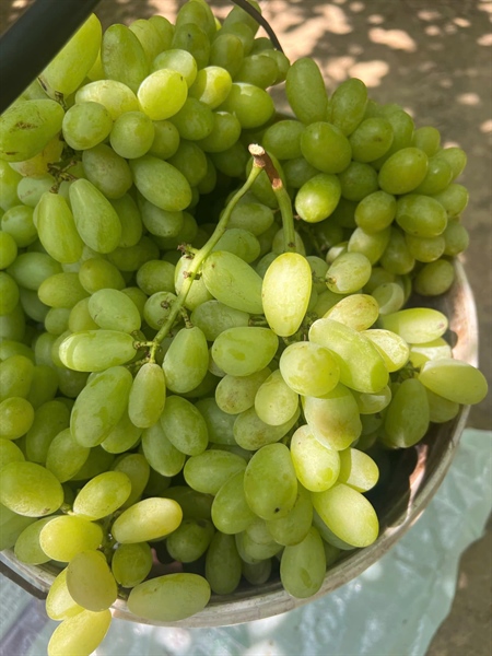 Nho xanh Ninh Thuận_thumbnail_2