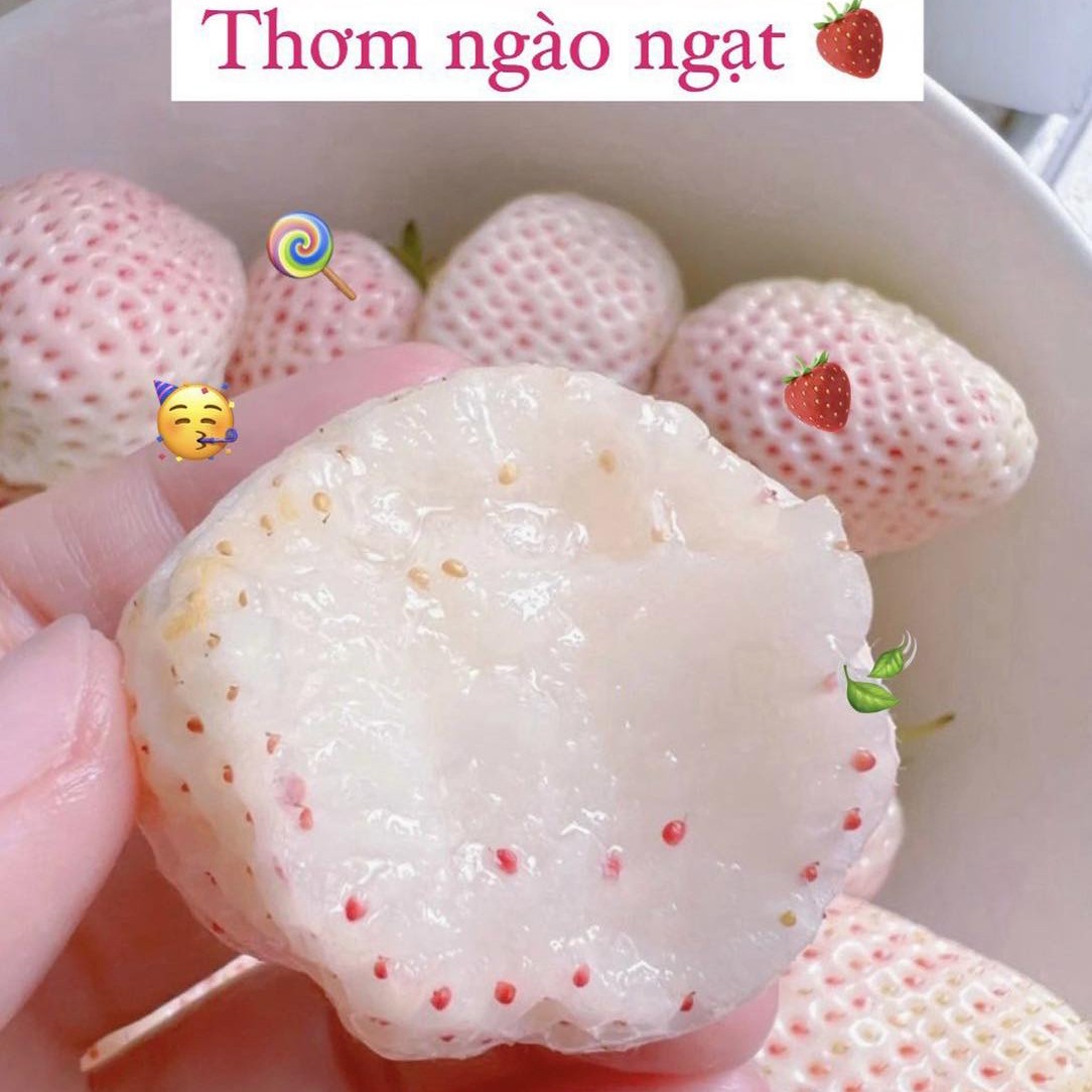 Dâu Bạch Tuyết_thumbnail_1