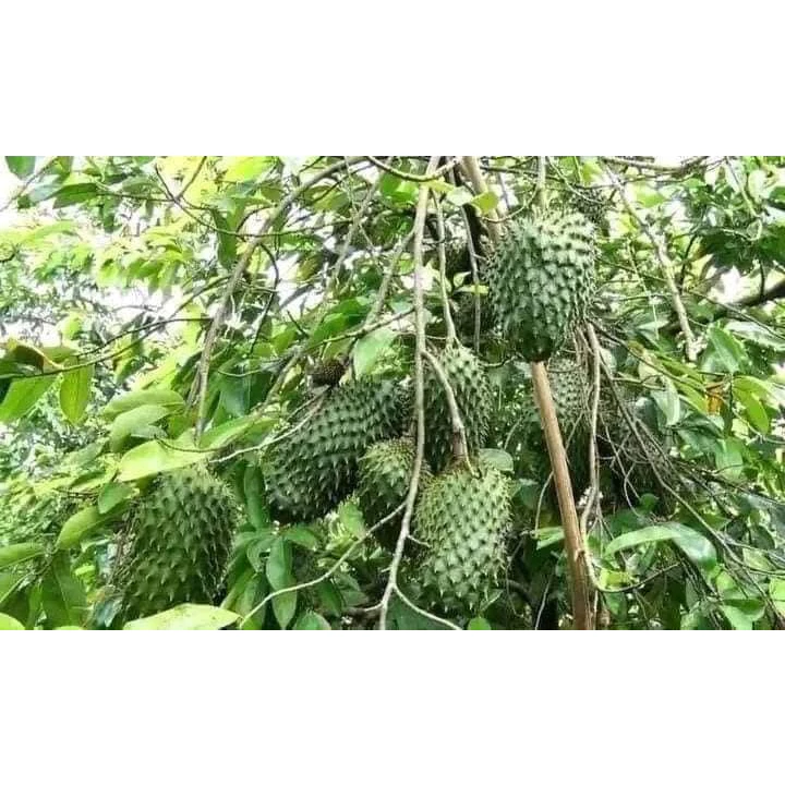 Mãng Cầu Xiêm_thumbnail_5