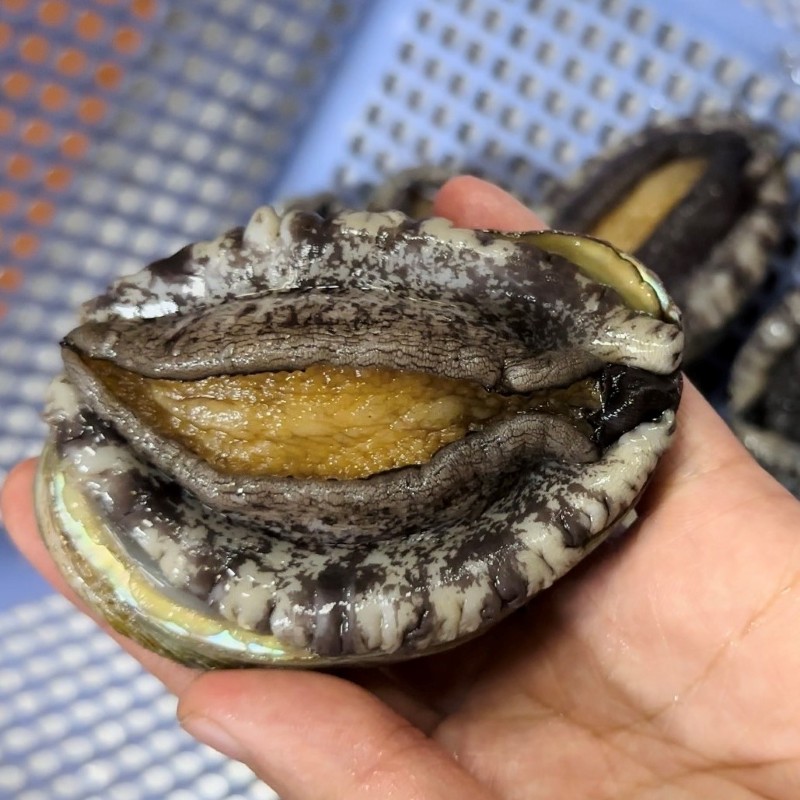 Bào Ngư Đông Lạnh Abalone_thumbnail_2