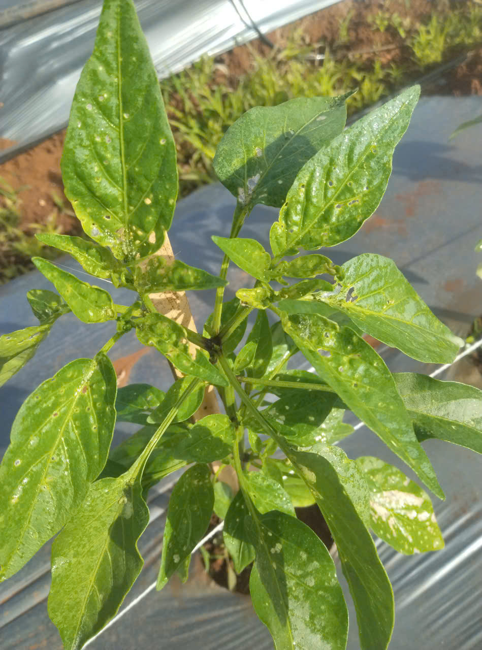 Cách nhận biết các loại sâu bệnh trong quá trình chăm sóc cây trồng