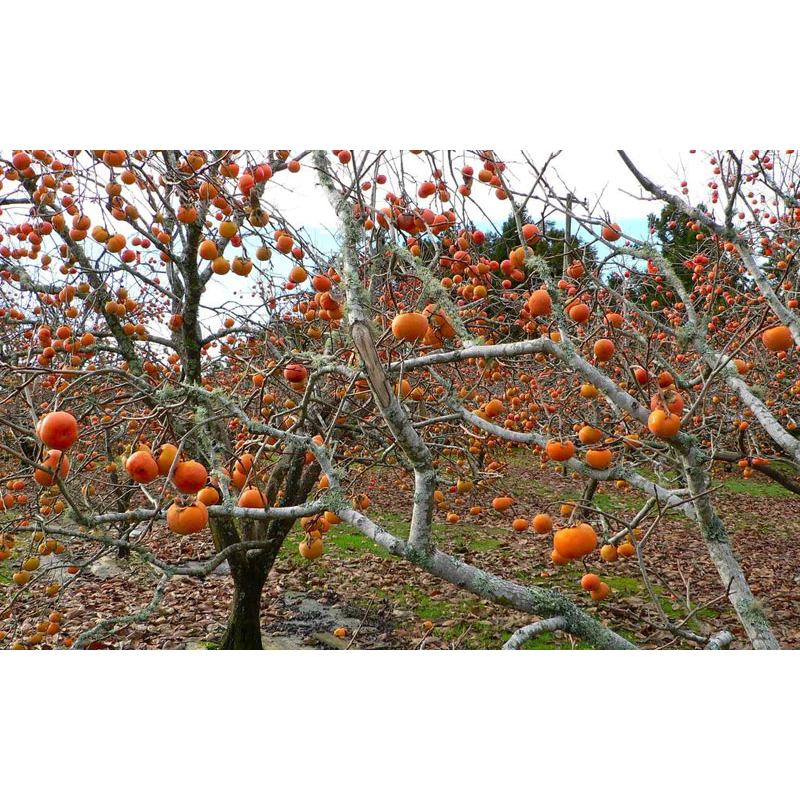 Hồng Giòn_thumbnail_5