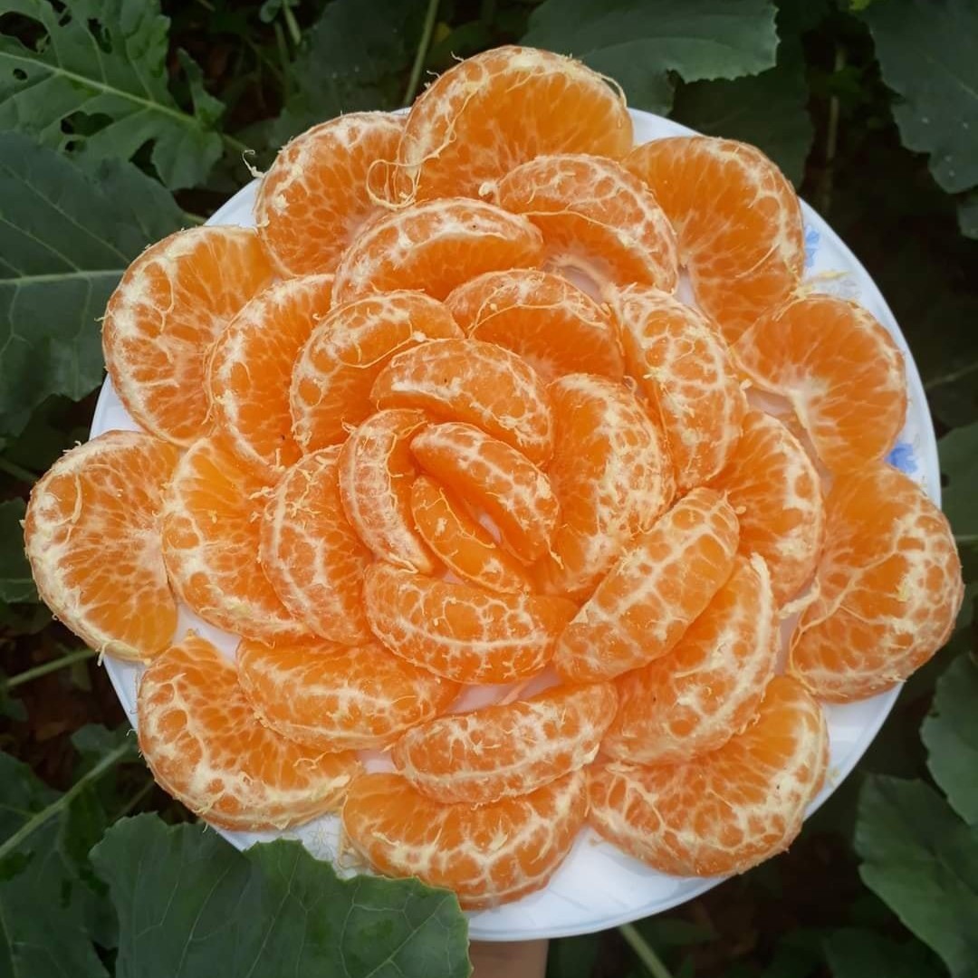 Quýt Mường Cơi (Sơn La)_thumbnail_7