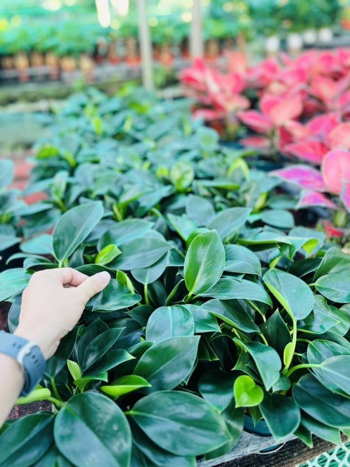 TRẦU BÀ ĐẾ VƯƠNG