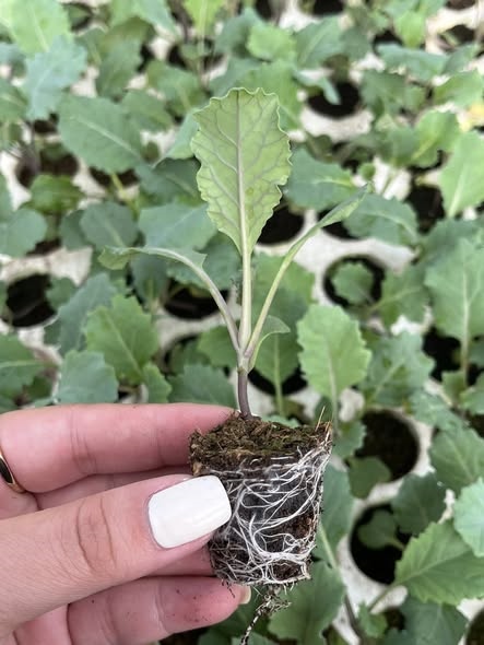 Sup lơ baby_thumbnail_2