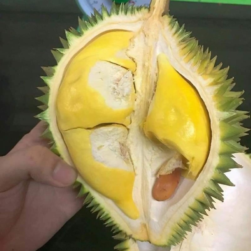 Sầu Riêng Sáu Hữu_thumbnail_1
