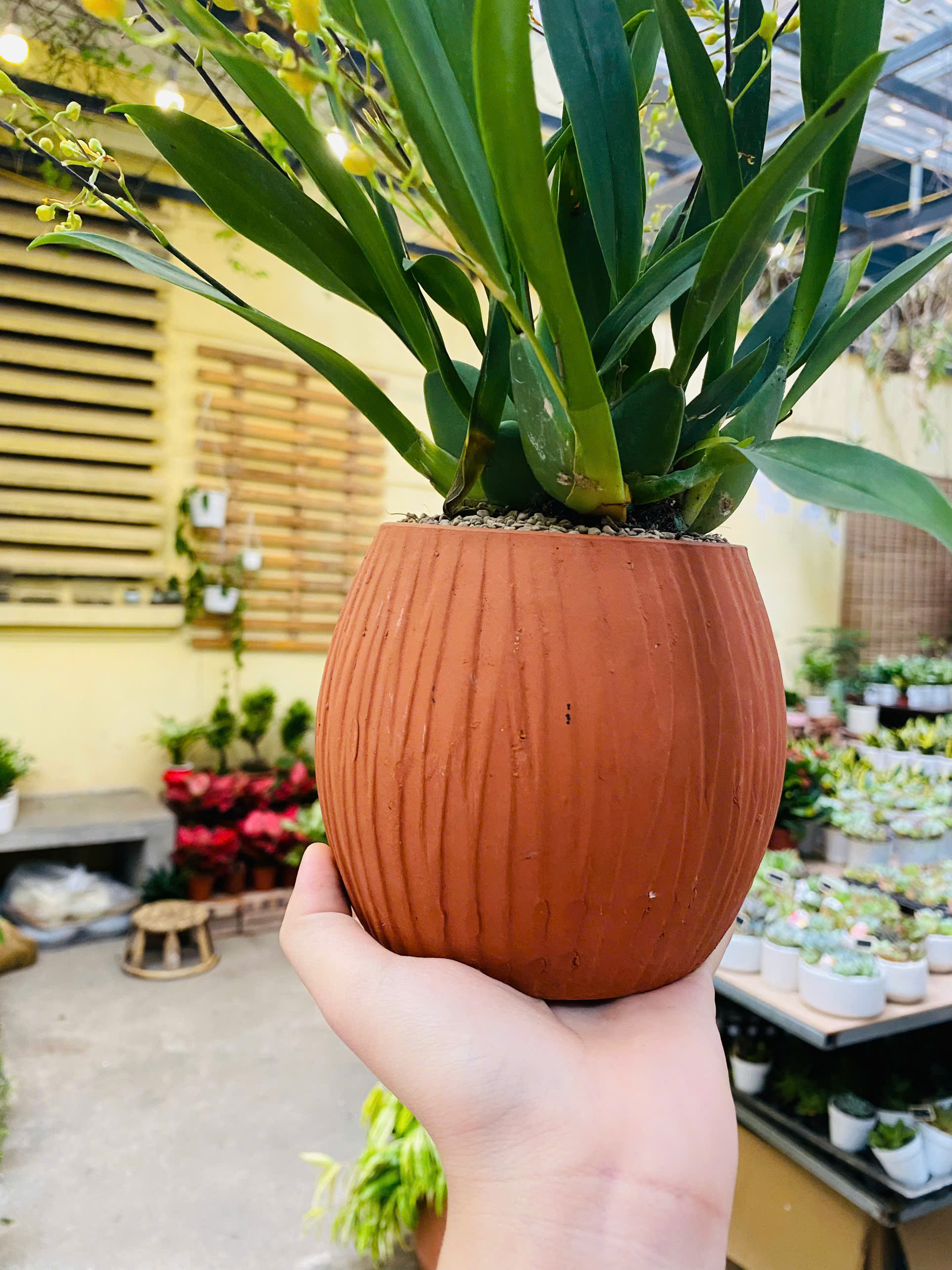 CHẬU GỐM GIẢ ĐÁ NÂU