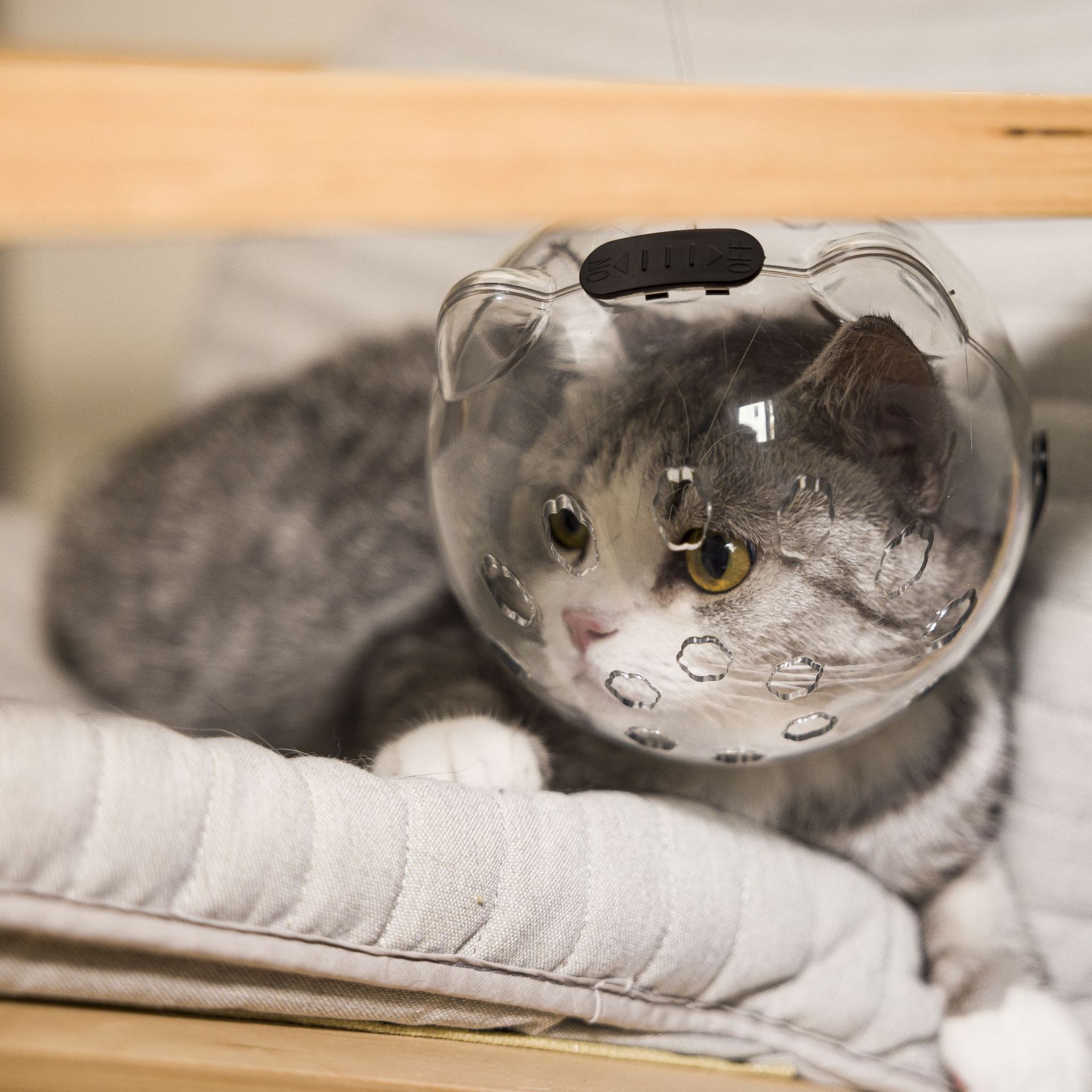 หมวกกันกัดระบายอากาศสำหรับสุนัขและแมว_thumbnail_3