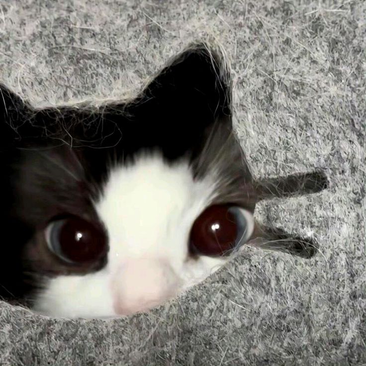 43dfbaf46750ea01c12ef01a58818f73