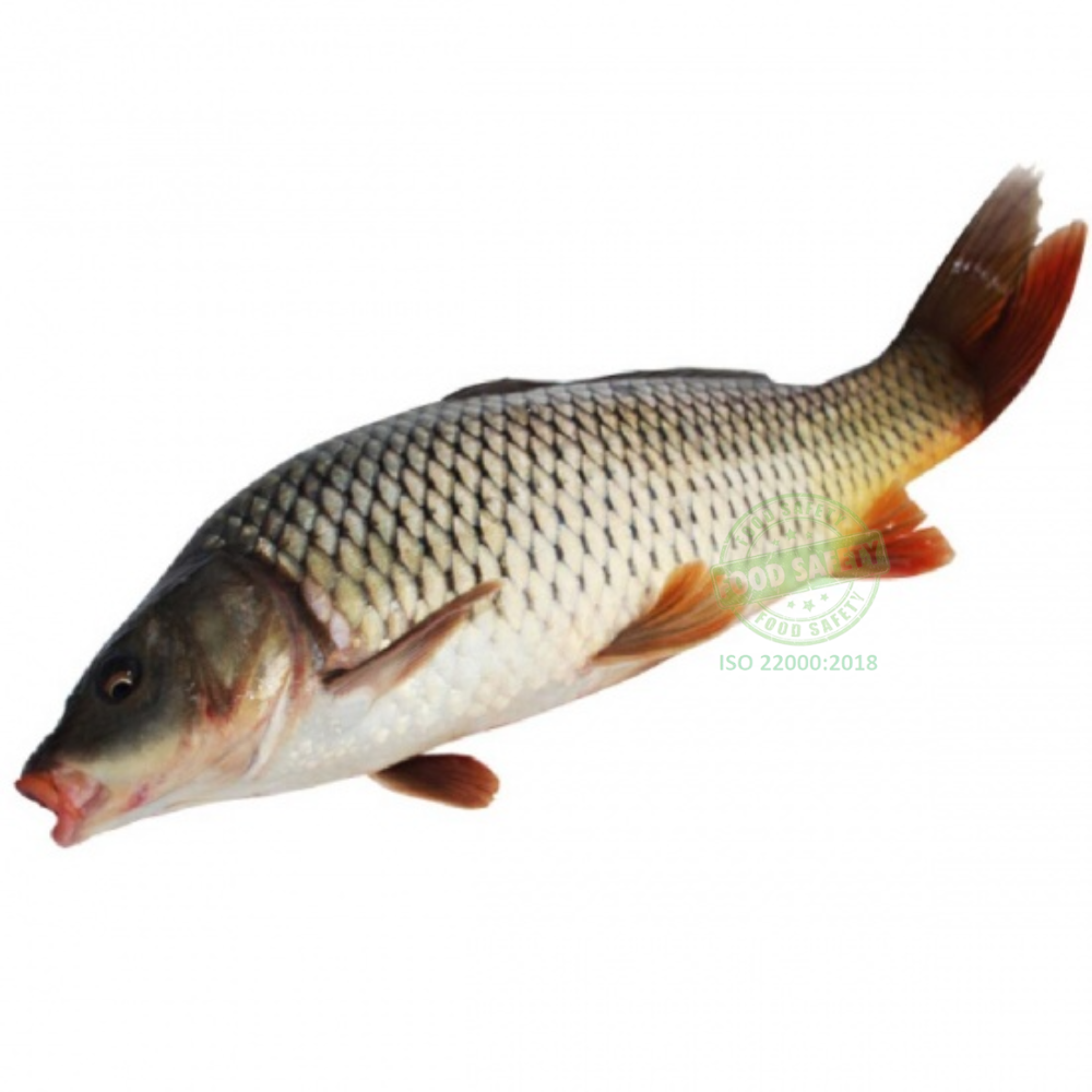 Cá chép | Con 800G