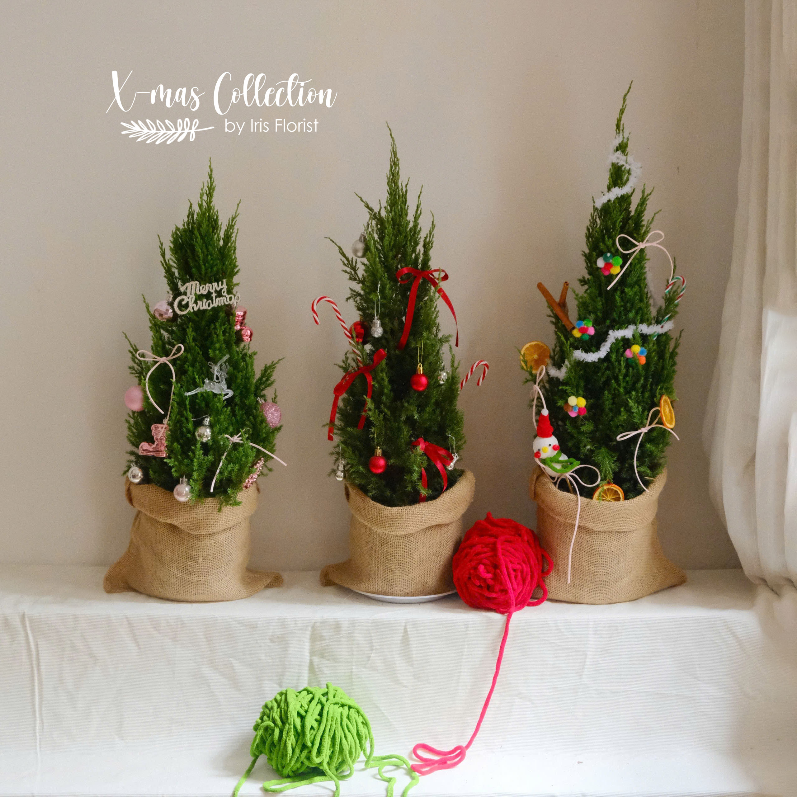 Cây Sơn Tùng - Size 60cm